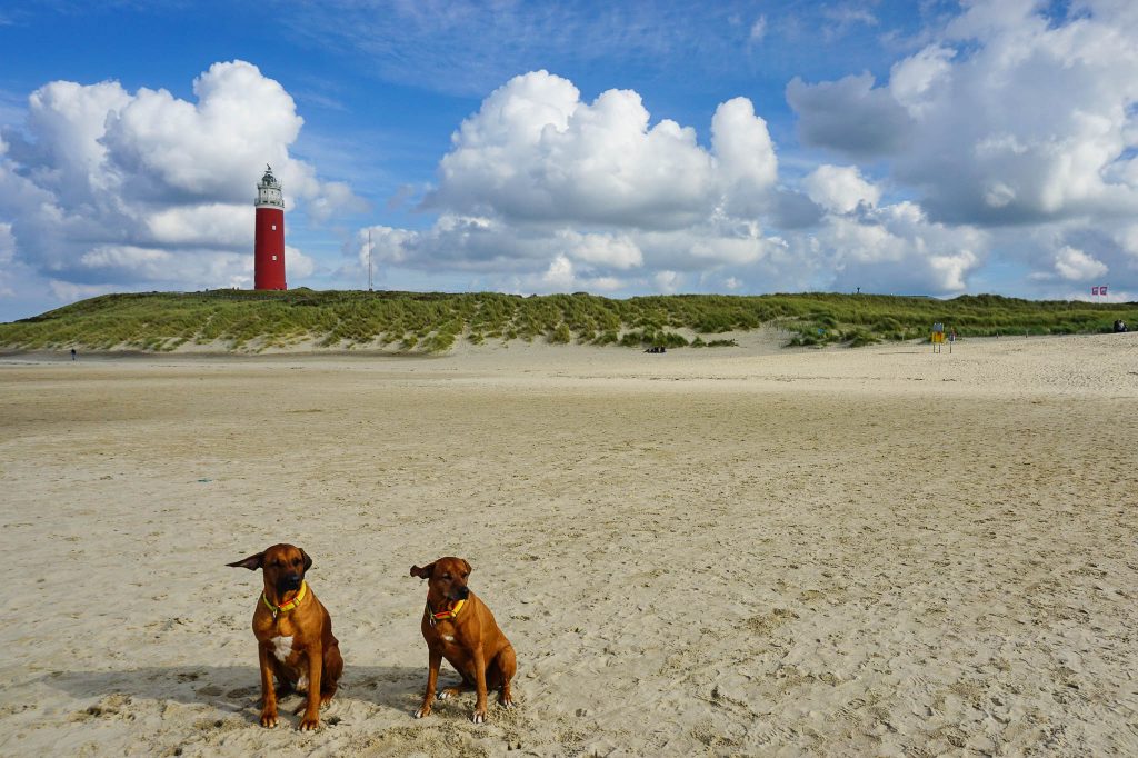 Texel Unterwegs in den Dünen von Eierland Hunde Reisen Mehr
