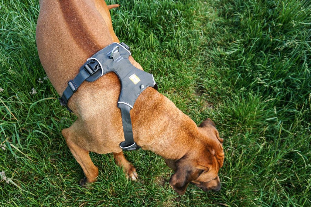 Persönlich getestet - das Front Range Dog Harness von Ruffwear