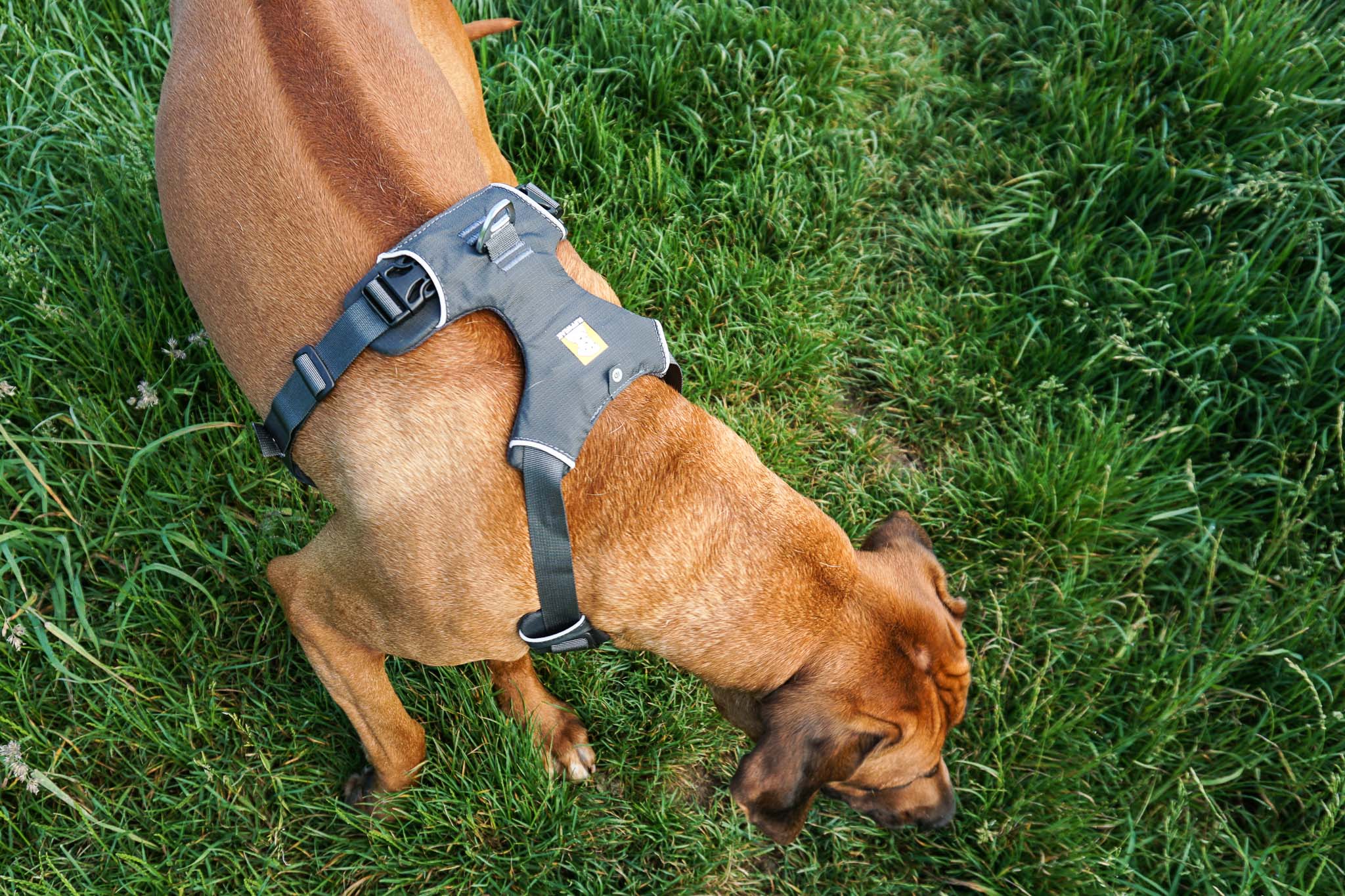 Persönlich getestet das Front Range Dog Harness von Ruffwear HundeReisenMehr