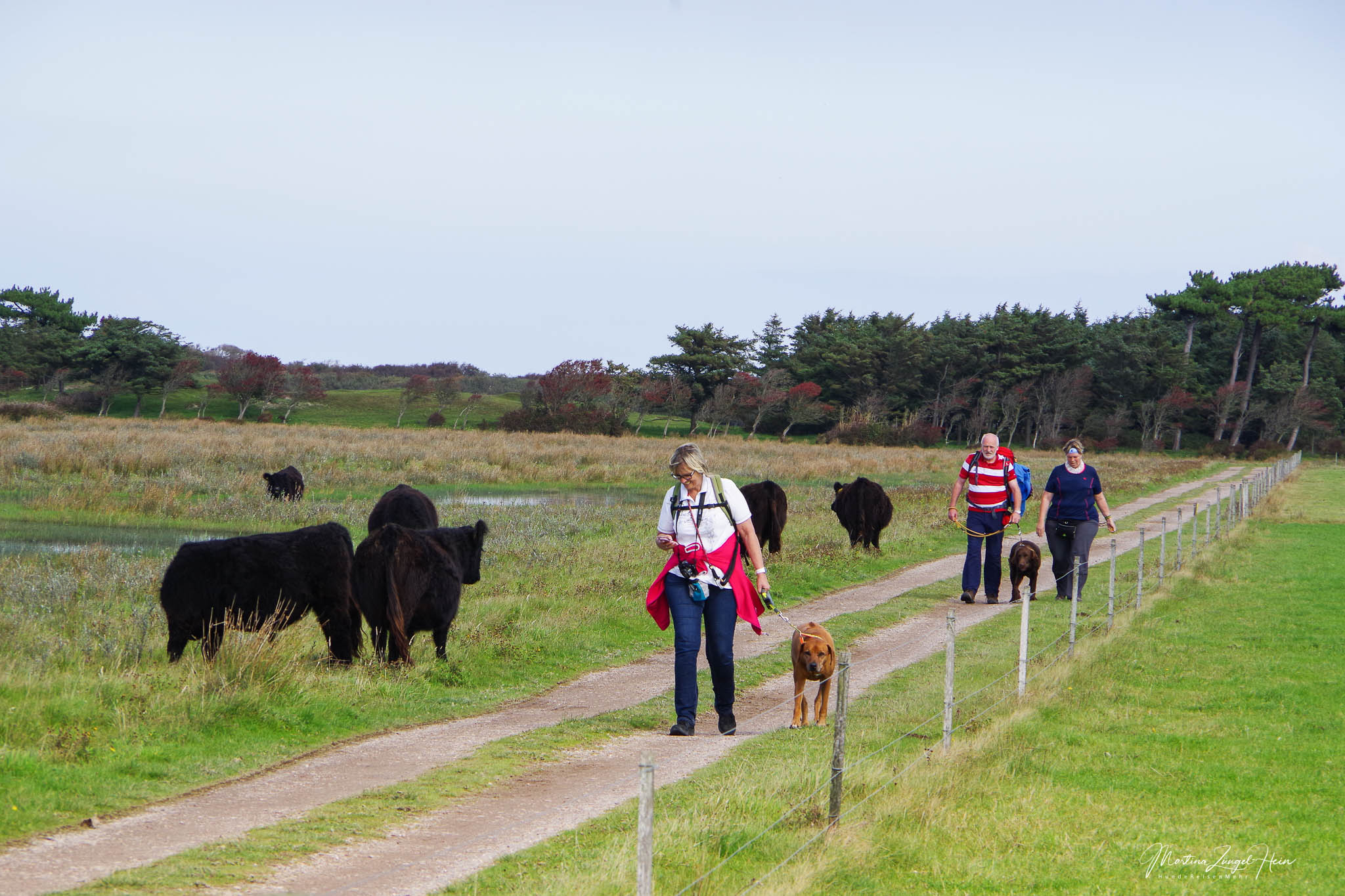 Die Strecke durch de Muy ist einer der Wanderwege auf Texel, wo freilaufende Galloways unterwegs sind.