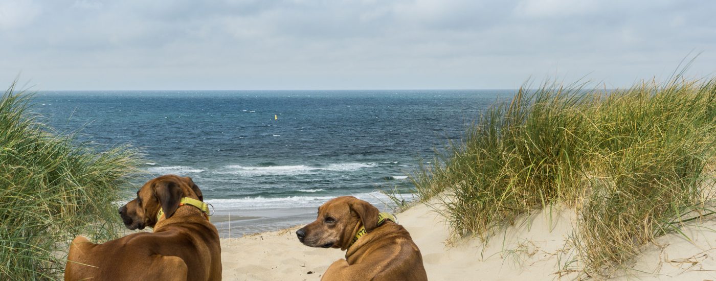 Texel mit Hund - Tipps für einen entspannten Urlaub