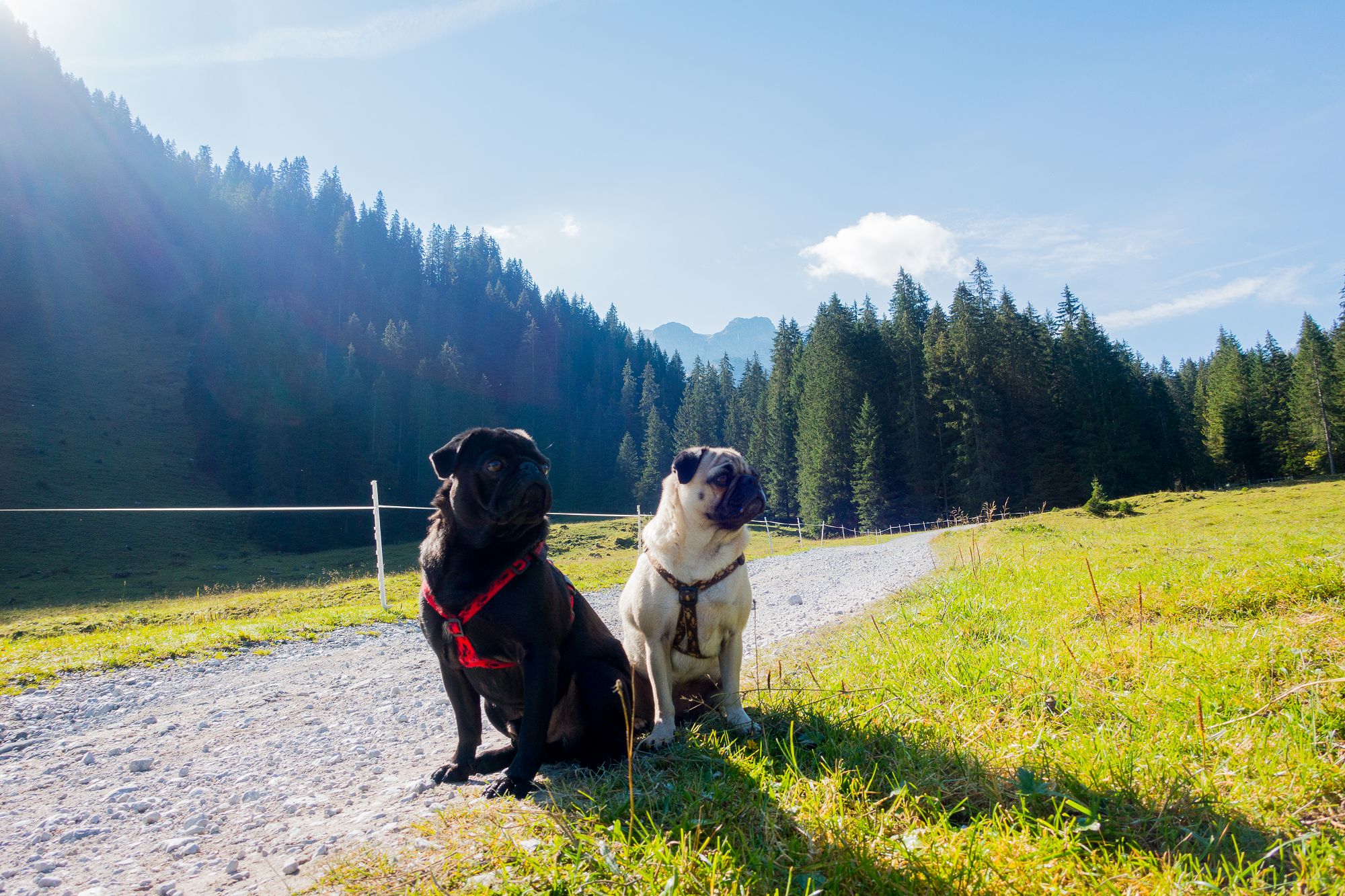 Sarah, Maja und Max - Wandern mit Möpsen