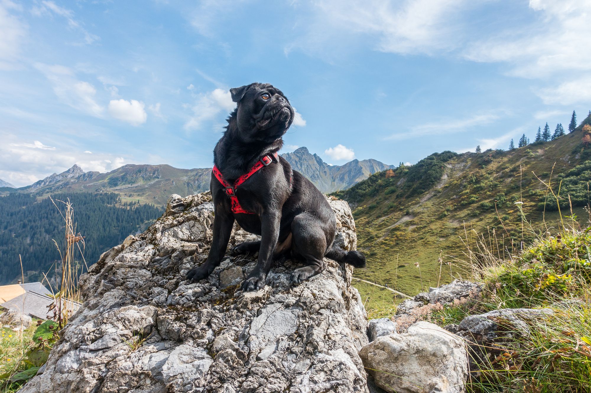Sarah, Maja und Max - Wandern mit Möpsen