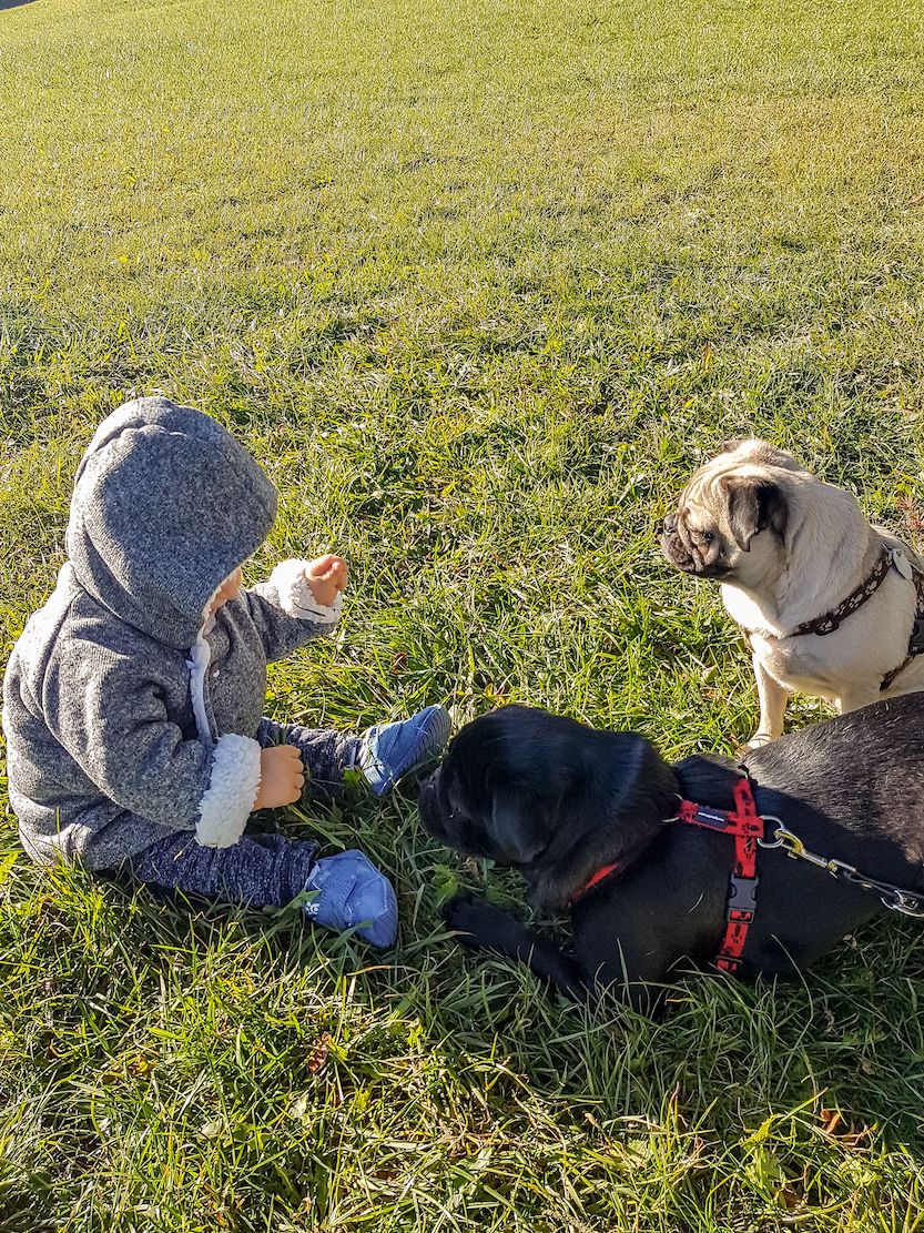 Sarah, Maja und Max - Wandern mit Möpsen