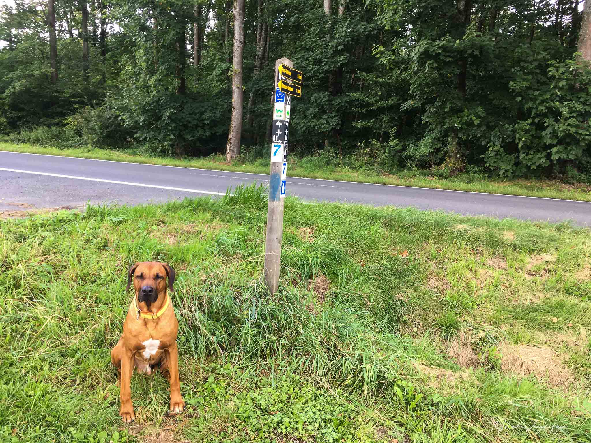 WesterwaldSteig Etappe 6 mit Hund