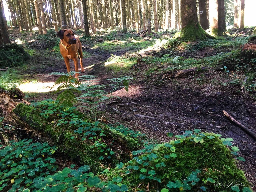 WesterwaldSteig mit Hund Etappe 6 HundeReisenMehr