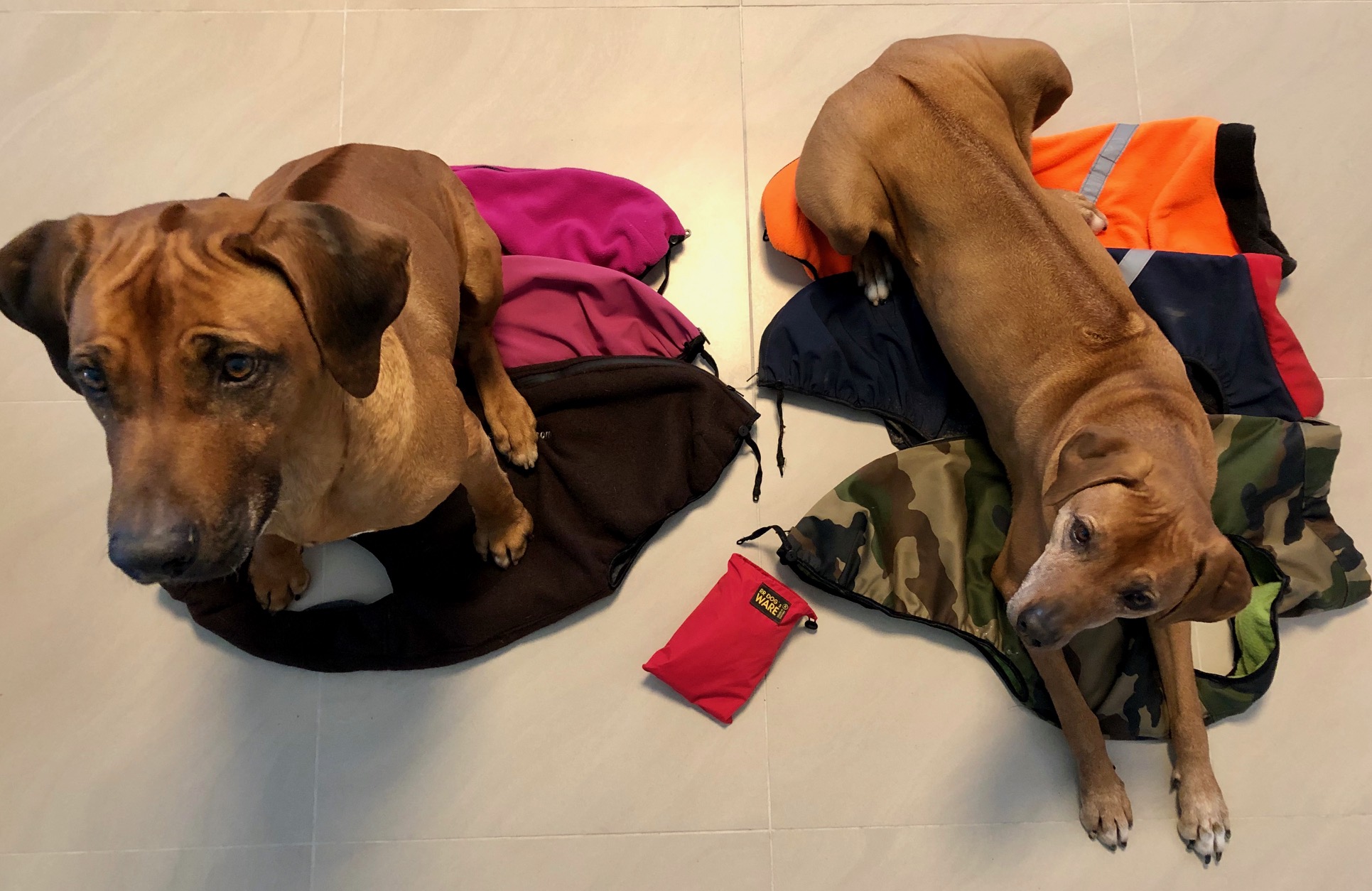 Dayo und Suri haben die maßgeschneiderten Hundemäntel von RR Dog's Ware gerne getragen
