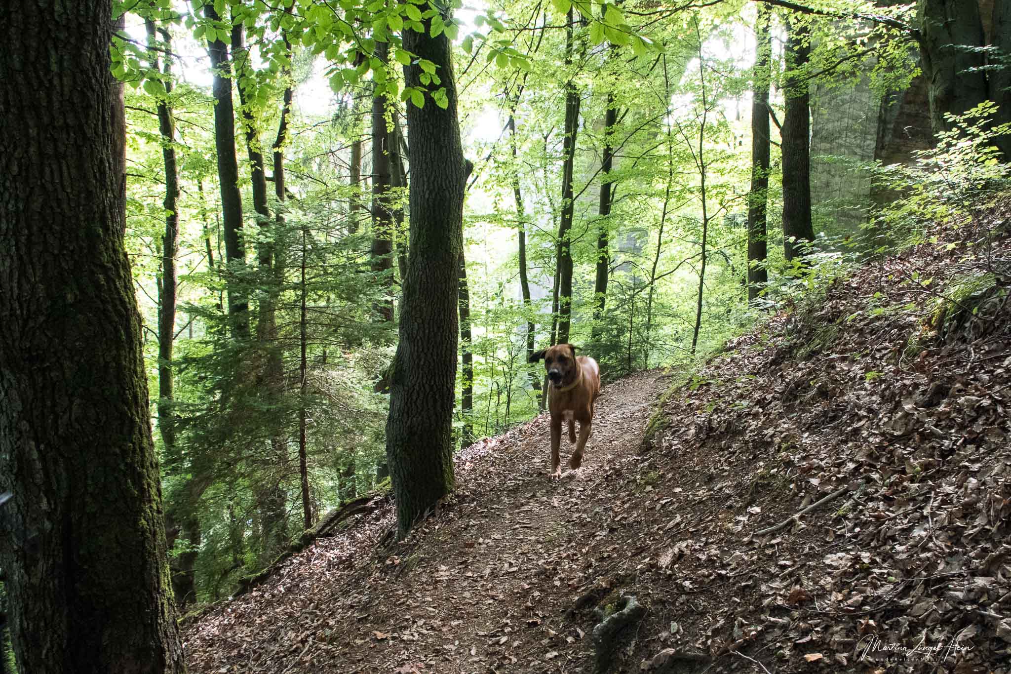 WesterwaldSteig Etappe 7 mit Hund