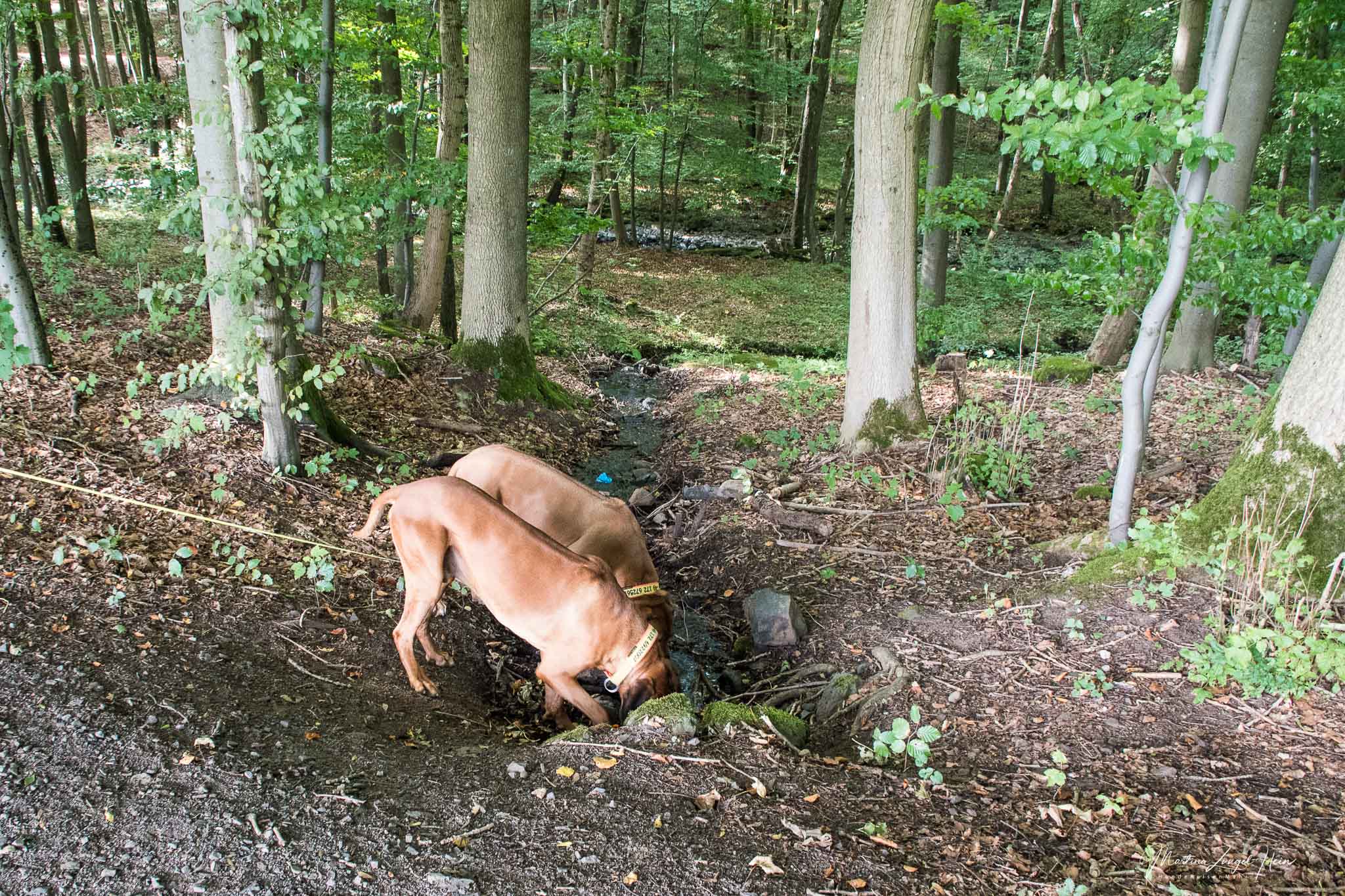 WesterwaldSteig Etappe 7 mit Hund
