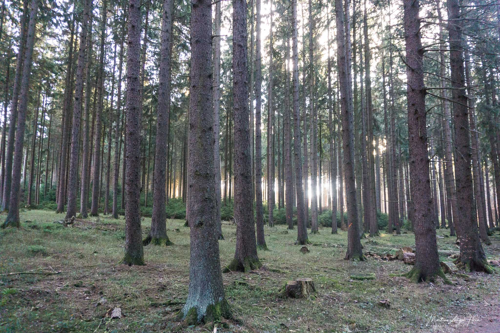 Wer ein bisschen Zeit mitbringt, kann sich auf der 4 km langen Wäller Tour Multitalent Wald eingehend über den Lebensraum Wald informieren
