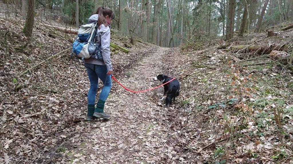 WanderungmitHundWilderWaldwegUnteresOdertal Hunde Reisen Mehr