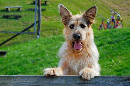 frivillig nabo ønske Für euch gesehen: Racko - ein Hund für alle Fälle | HundeReisenMehr