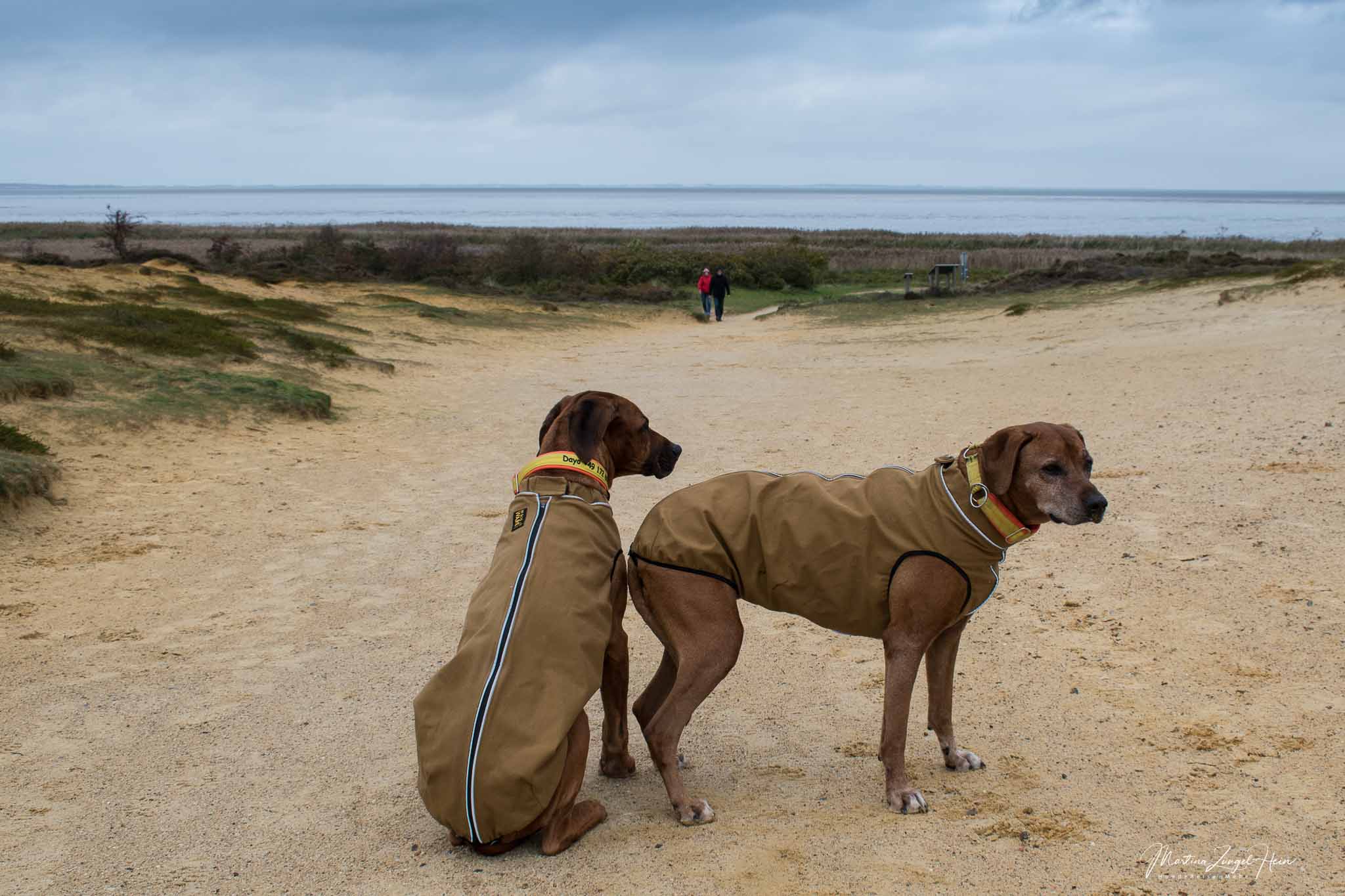 Morsum Kliff und Lister Ellenbogen mit Hund