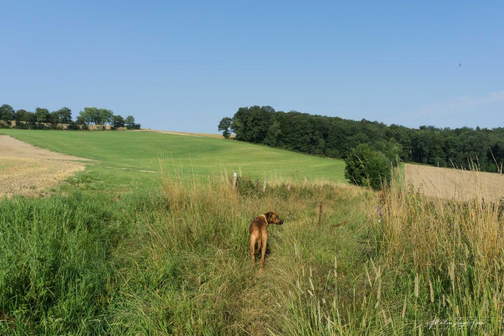 WesterwaldSteig Etappe 9 - von Hachenburg nach Limbach