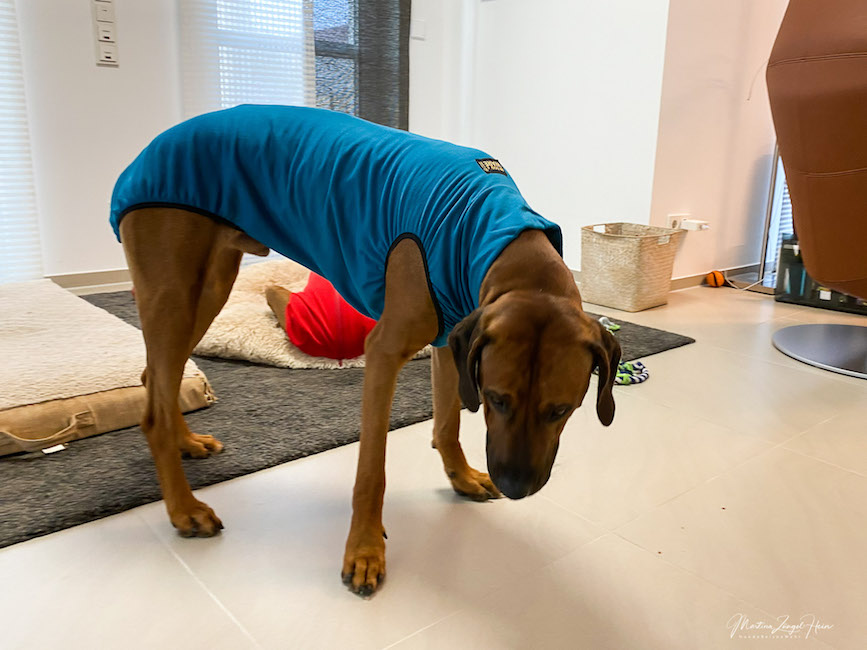 Hundepullover Sweat ohne Reißverschluss und mit verlängertem Kragen