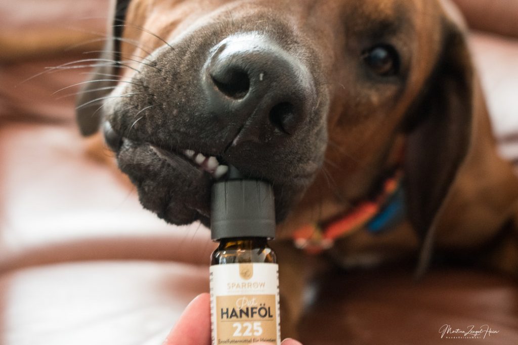 CBD Hanfprodukte für Hunde im Test | HundeReisenMehr