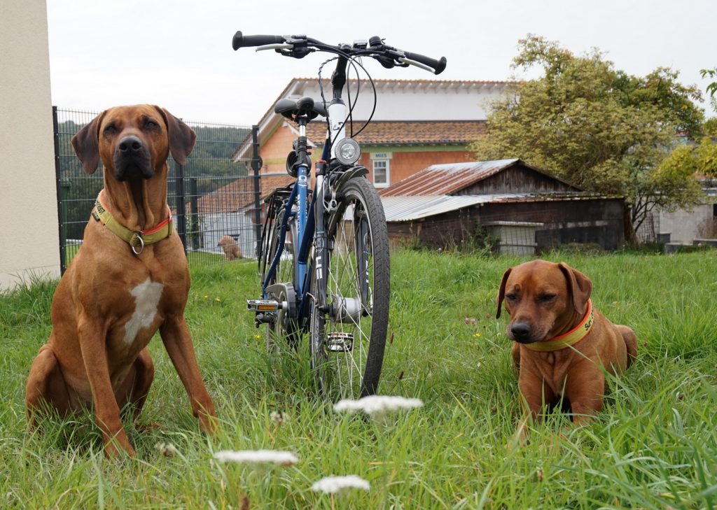Fahrradfahren mit Hund 5 wertvolle Tipps HundeReisenMehr