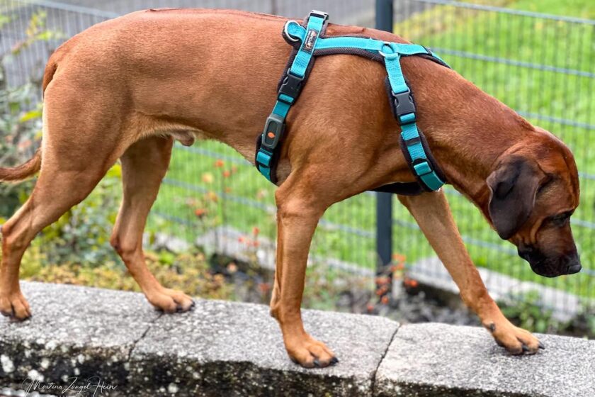 Der Weenect GPS-Tracker für Hunde kann am Hundegeschirr oder Halsband getragen werden