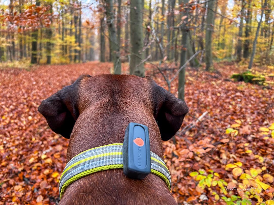 Der Weenect GPS-Tracker für Hunde hat einen Vibrations- und Klingelalarm mit dem sich ein Rückruf konditionieren lässt - zumindest theoretisch