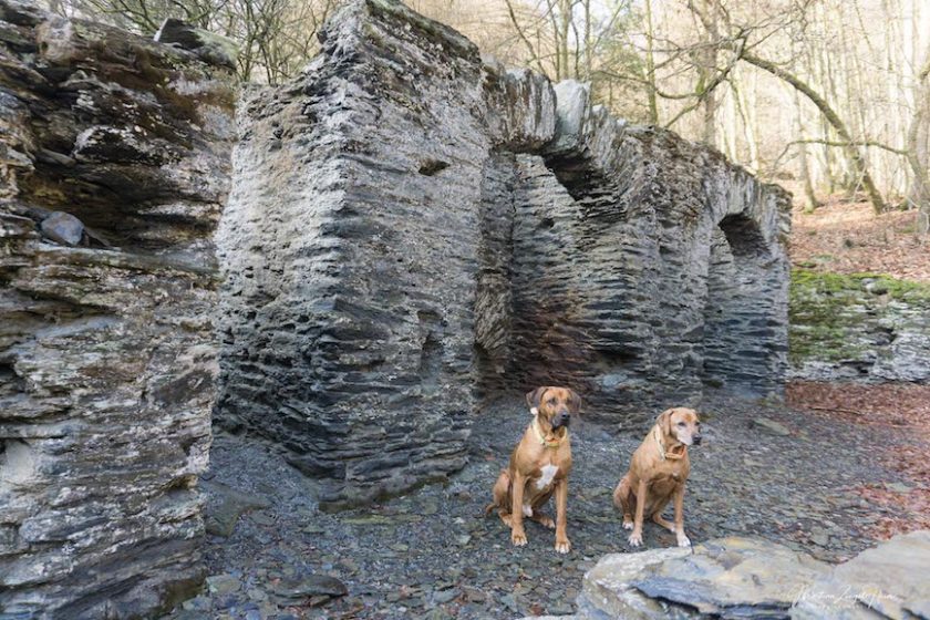Mit Hund auf die Wäller Tour Buchfinkenland HundeReisenMehr