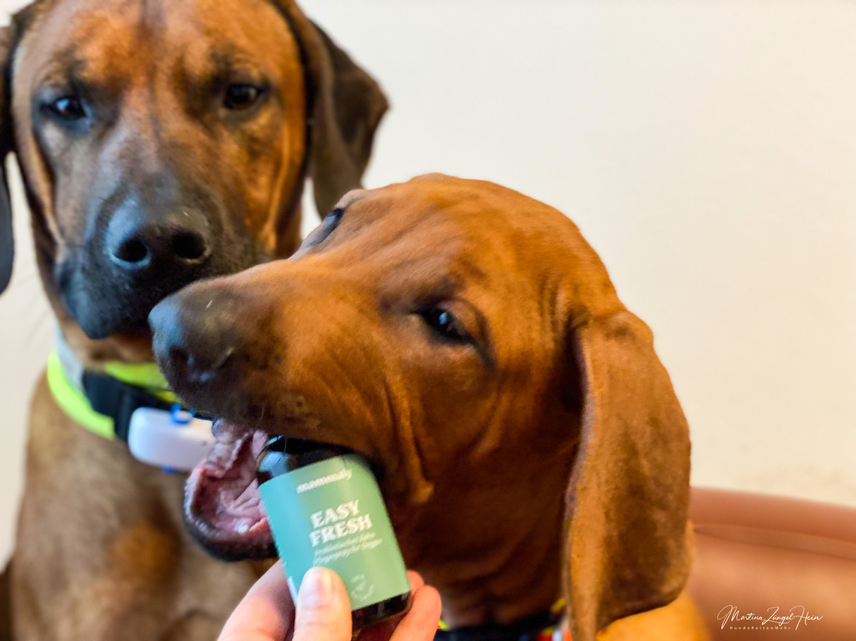 Auch wenn Charly gerne das Zahnpflege-Spray für Hunde ausprobieren möchte. Für ihn ist das noch nichts. Das Spray sollte erst ab einem Alter von 4 bis 6 Monaten angewendet werden.