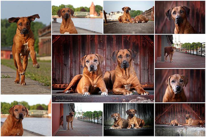 Das letzte Fotoshooting mit Suri und Dayo fand im Juni 2019 in Lübeck von Hundeknipserei statt