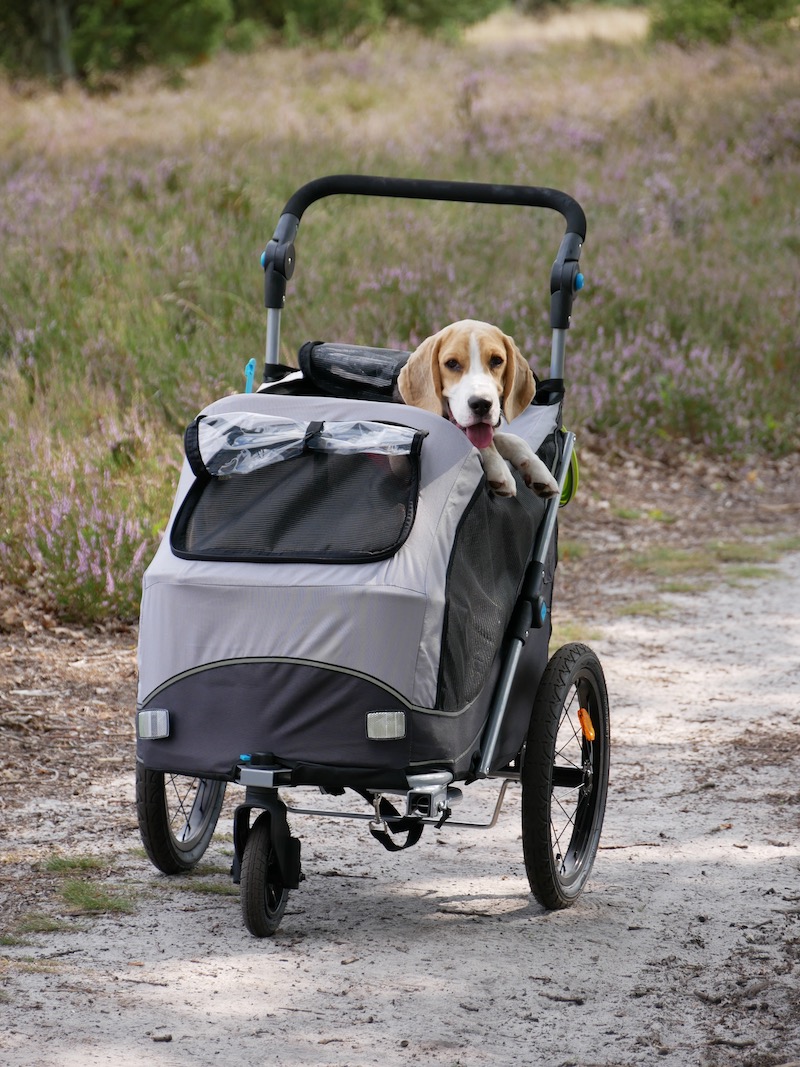 Südtirol mit Hund bedeutet auch Wandern - deshalb wurde vorher eine Testfahrt im Buggy mit Bert gemacht