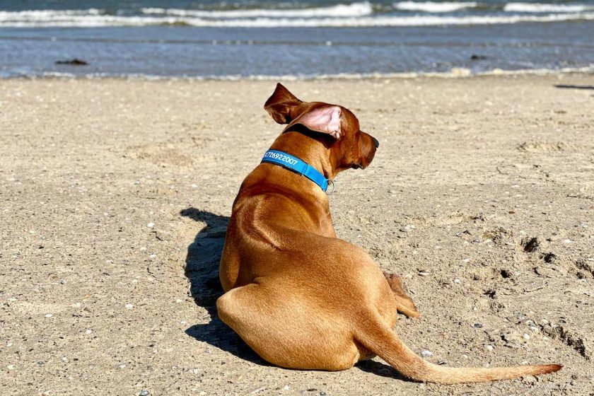 Der erste Hundeurlaub für Raban und Charly - Charly hat sich in den Strand verliebt