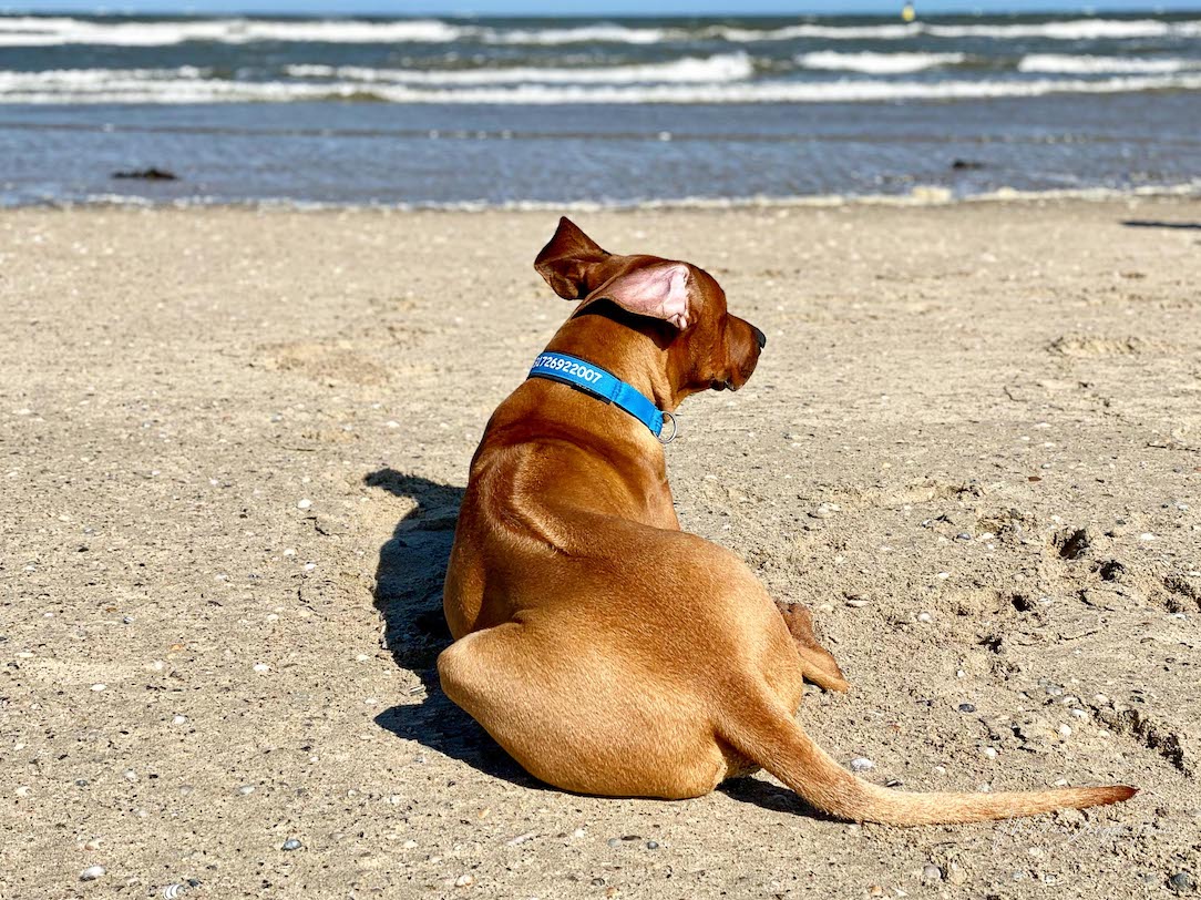 Der erste Hundeurlaub für Raban und Charly - Charly hat sich in den Strand verliebt