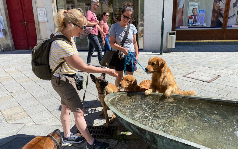 Baden bei Wien mit Hund bedeutet auch Erfrischungspausen am Brunnen