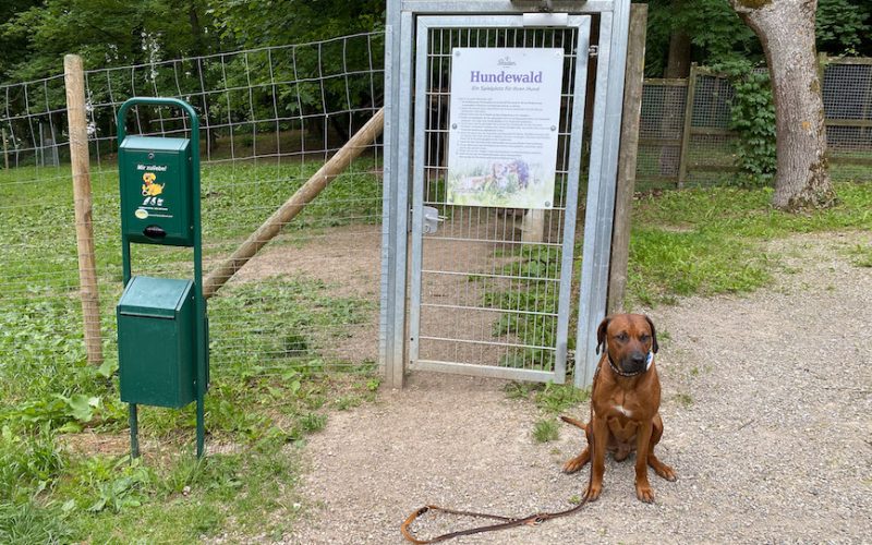 Vor dem Wandern in Baden bei Wien heisst es "Leinen los" im Hundewald