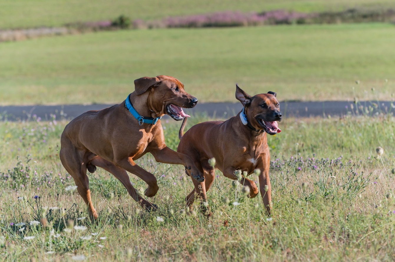 10 Jahre HundeReisenMehr - Raban und Charly sind das Dreamteam vom Blog