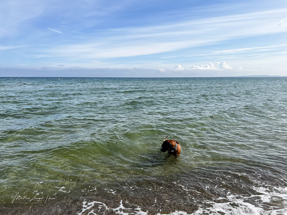 Charly ist eine echte Wasserratte und hat sich überall mit voller Begeisterung in die Ostsee gestürzt - hier am Sehlendorfer Hundestrand