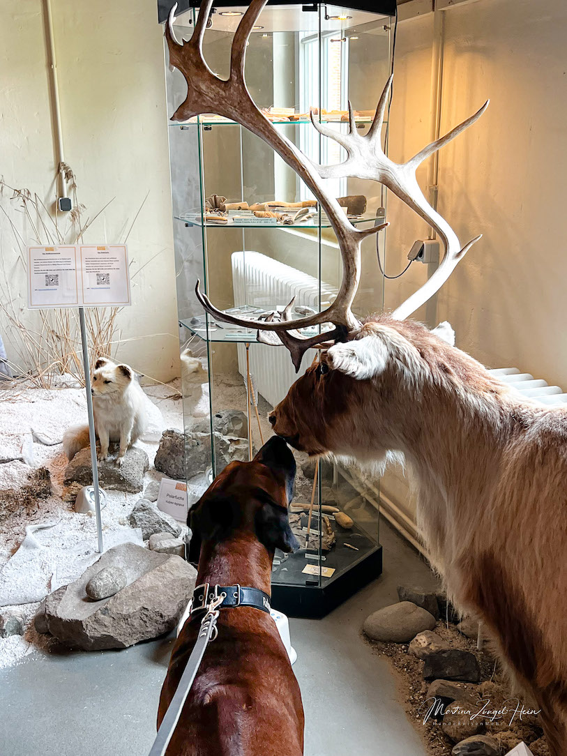 3 Tipps für die Hohwachter Bucht mit Hund - da darf das Eiszeitmuseum in Lütjenburg nicht fehlen