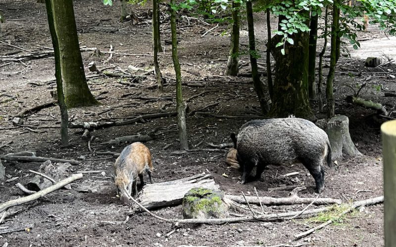 Auch Wildschweine leben im Wildpark Malente hinter sicheren Zäunen