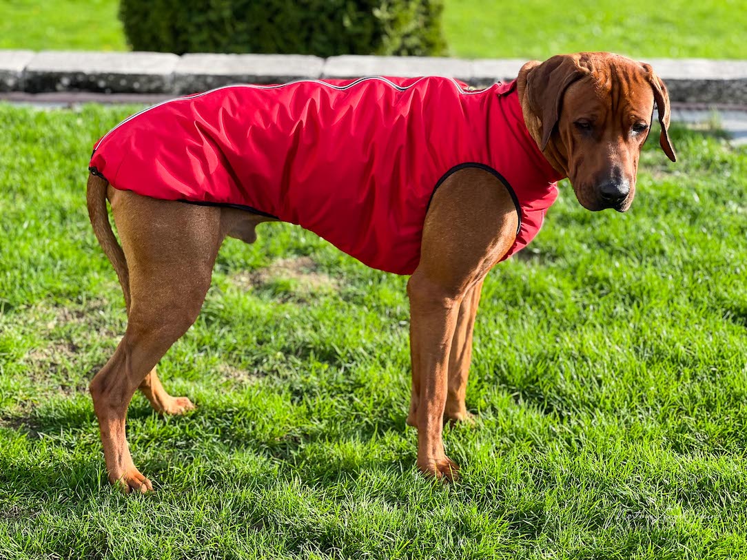 Charly trägt einen gefütterten Regenmantel von RR Dog's Ware