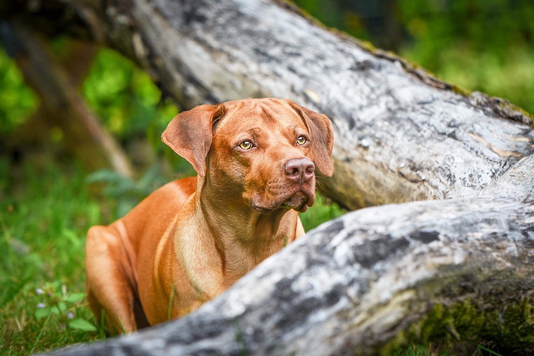 Auch Samir ist ein ein Therapiehund und zwar beim DRK Baden-Württemberg in Göppingen I Foto: Frank Sauter