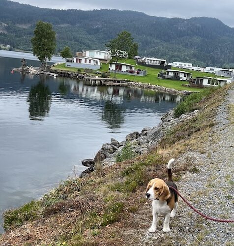 Bert findet es ganz prima auf dem Campingplatz im Byglandsfjord