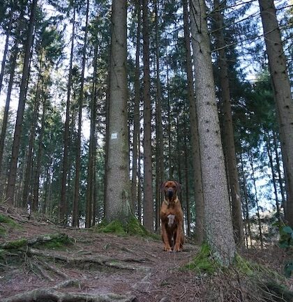 Der WesterwaldSteig - 235 Kilometer mit Hund