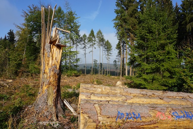 Die Trockenheit der letzten Jahre und der Borkenkäfer haben für große Schäden im Westerwald gesorgt