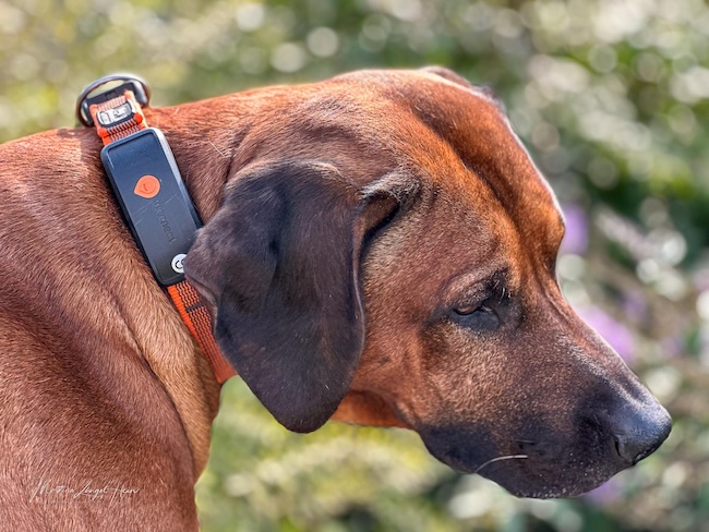 Mein Fazit über das Weenect XT GPS-Halsband fällt positive aus.