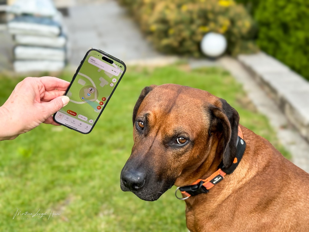 Das Weenect XT GPS-Halsband ist praktisch und die dazugehörige App ist einfach zu bedienen.