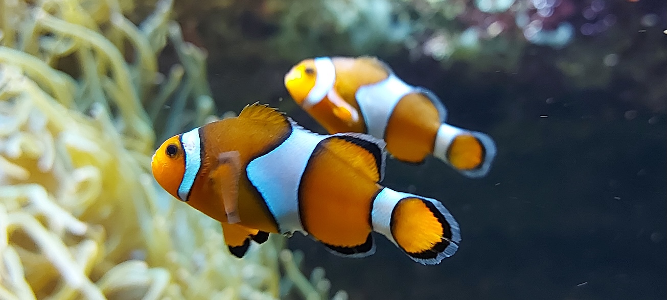 Jede Menge Fische und Meerestier im Oceanopolis in Brest