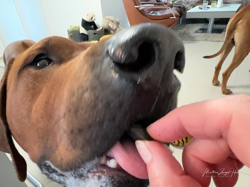 Charly ist für jede Art der Vitalstoff-Snacks von mammaly zu haben.