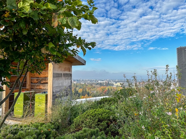 Die Dachterrasse ist bepflanzt, bietet einen tollen Blick über Freiburg und den Schwarzwald und beherbergt auch vier Bienenvölker. 