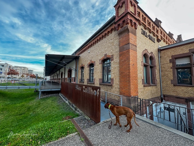 Der Freiburger Stadtteil am alten Güterbahnhof hat viele Grünflächen.