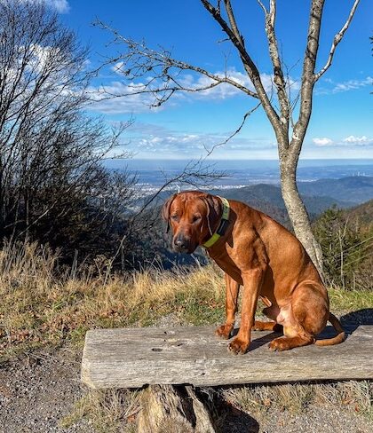 3 Tipps fürs Wandern rund um Freiburg - der Schauinsland