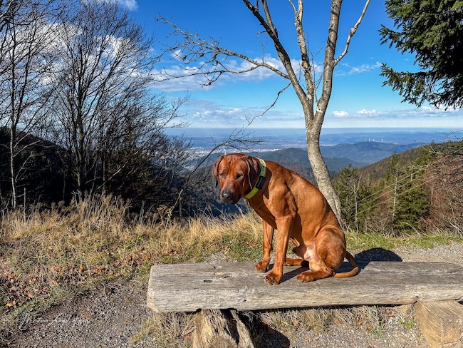 3 Tipps fürs Wandern rund um Freiburg 3 Tipps fürs Wandern rund um Freiburg - der Schauinsland