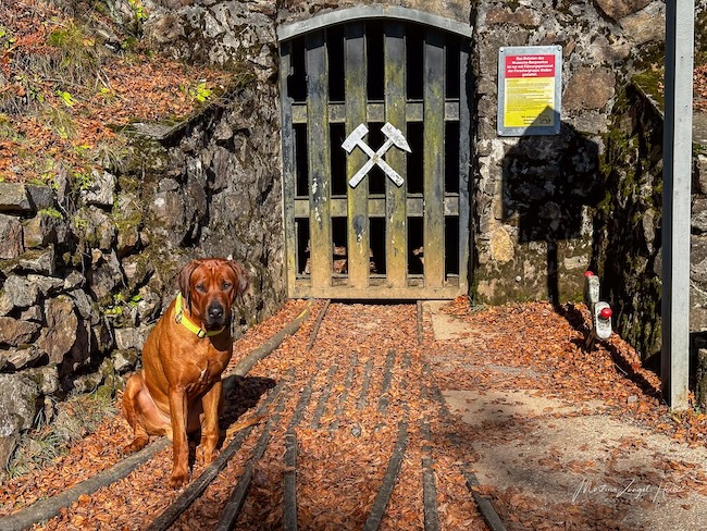 Wandern rund um Freiburg geht ganz wunderbar und dabei kannst du auch noch jede Menge Geschichte erleben
