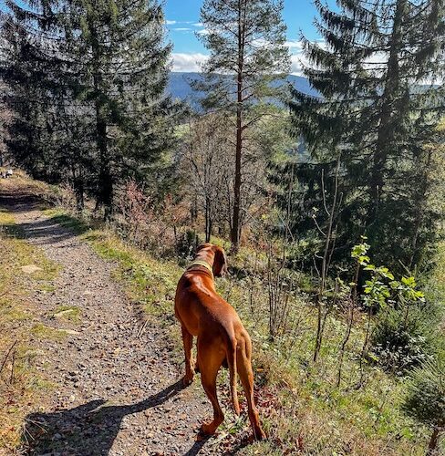 3 Tipps fürs Wandern rund um Freiburg Charly hat sich außerdem von seiner besten Seite gezeigt: Nicht vom Weg abgewichen und immer brav gehört.
